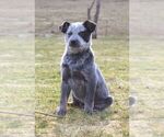 Small Photo #1 Australian Cattle Dog Puppy For Sale in HYDE PARK, VT, USA