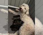 Small #4 Golden Newfie-Goldendoodle Mix