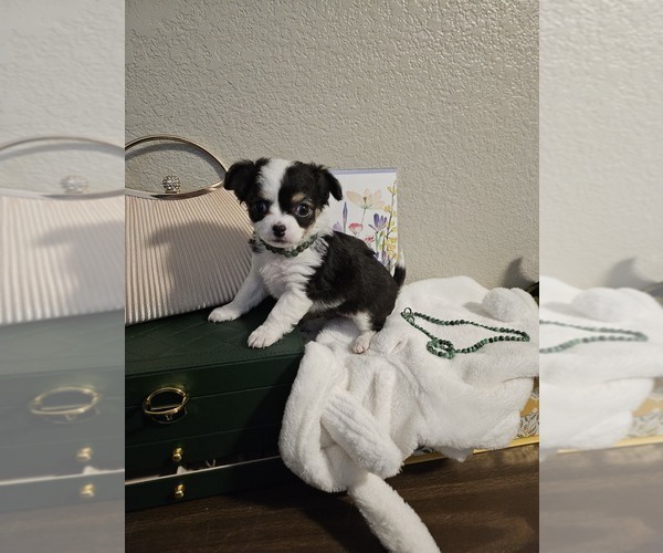 Medium Photo #1 Chihuahua Puppy For Sale in LAS VEGAS, NV, USA