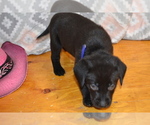 Small #1 Labrador Retriever