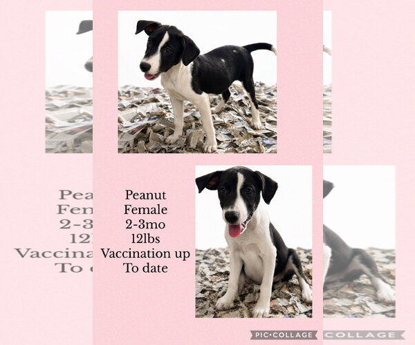 Medium Photo #1 Labbe Puppy For Sale in Virginia Beach, VA, USA