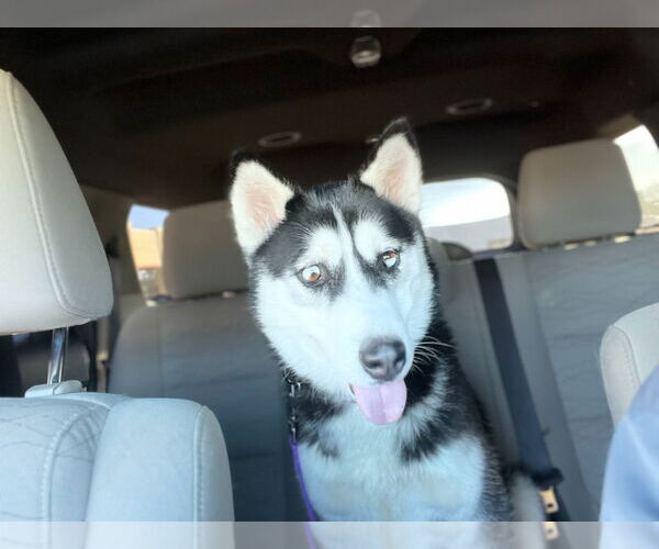 Medium Photo #3 Siberian Husky Puppy For Sale in Bryant, AR, USA