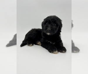 Aussiedoodle Puppy for sale in OCALA, FL, USA