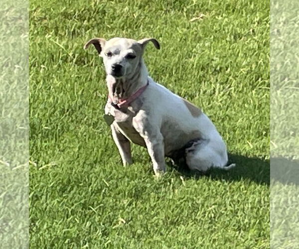 Medium Photo #3 Chihuahua-Unknown Mix Puppy For Sale in Pacolet, SC, USA