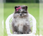 Small Photo #57 Pomeranian Puppy For Sale in WARSAW, IN, USA