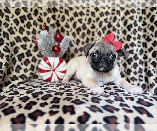 Medium Photo #6 Pug Puppy For Sale in LAKELAND, FL, USA