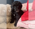 Small Photo #9 Maltipoo Puppy For Sale in FEASTERVILLE TREVOSE, PA, USA