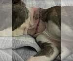 Small #11 American Pit Bull Terrier Mix