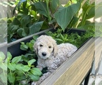 Small Photo #11 Goldendoodle Puppy For Sale in EL MIRAGE, AZ, USA