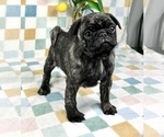 Small #6 Pug