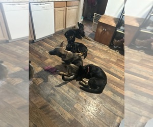 German Shepherd Dog Puppy for Sale in DEARBORN HEIGHTS, Michigan USA