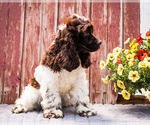 Small #3 Cocker Spaniel