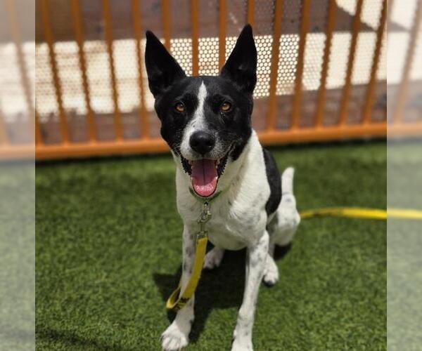 Medium Photo #1 Border Collie-Unknown Mix Puppy For Sale in Las Vegas, NV, USA