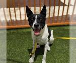 Small Border Collie Mix