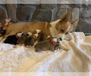 Mother of the Pembroke Welsh Corgi puppies born on 08/22/2023