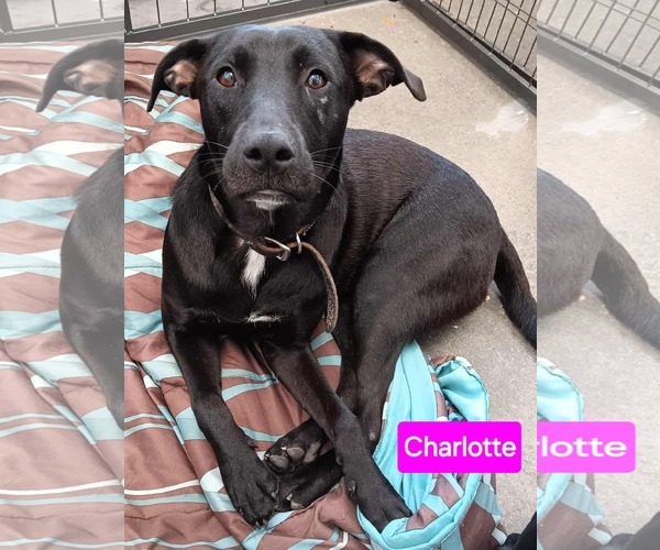 Medium Photo #4 American Pit Bull Terrier-Unknown Mix Puppy For Sale in Farmerville, LA, USA