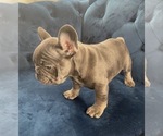 Small Photo #43 French Bulldog Puppy For Sale in LAS VEGAS, NV, USA