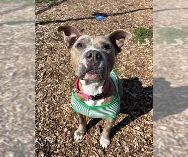 Medium Photo #1 American Pit Bull Terrier Puppy For Sale in Waterford, VA, USA