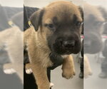 Small German Shepherd Dog Mix