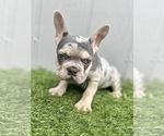 Small Photo #19 French Bulldog Puppy For Sale in WOODLAND HILLS, CA, USA