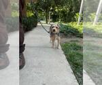 Small #1 Mutt