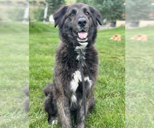 Golden Shepherd Dogs for adoption in Winter Park, CO, USA