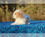 Small #1 Goldendoodle (Miniature)