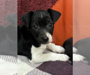 Rat Terrier Puppy for Sale in WHITAKERS, North Carolina USA