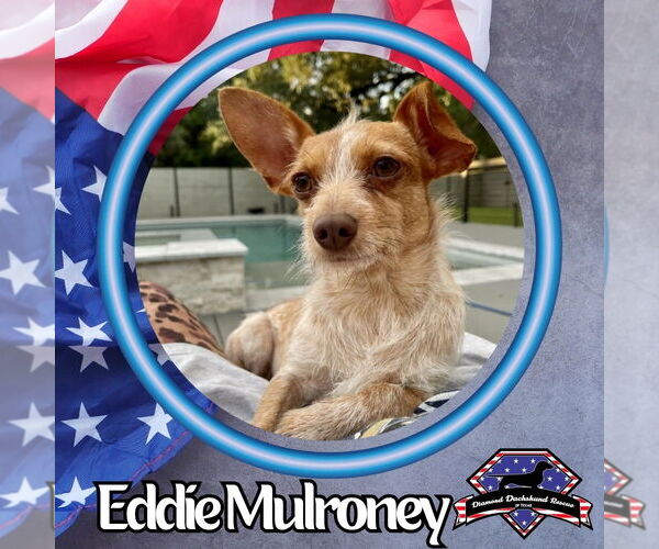 Medium Photo #3 Dachshund-Unknown Mix Puppy For Sale in San Antonio, TX, USA