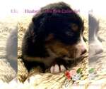 Small Photo #6 Bernese Mountain Dog Puppy For Sale in CLINTON, MO, USA