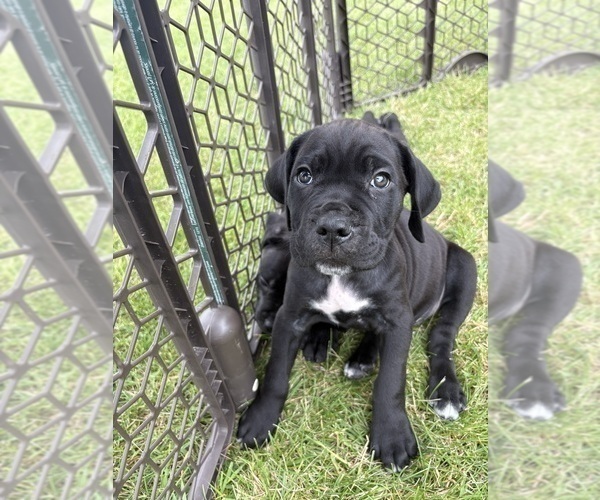 Medium Photo #2 Cane Corso Puppy For Sale in FORT WAYNE, IN, USA