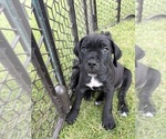 Small Photo #7 Cane Corso Puppy For Sale in FORT WAYNE, IN, USA