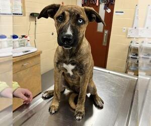 Labrador Retriever-Unknown Mix Dogs for adoption in Center Township, PA, USA