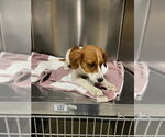 A614648 - Male Border Collie Dog for Adoption - Small photo