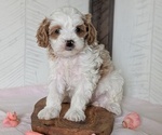 Small #9 Cavapoo (Miniature)