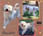 Small Shih Apso