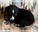 Small #6 Miniature Australian Shepherd