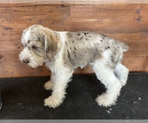 Schnauzer (Miniature) Puppy for sale in SILER CITY, NC, USA