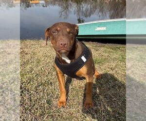 Bulldog-Labrador Retriever Mix Dogs for adoption in Tarrytown, GA, USA