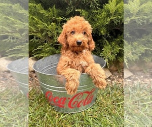 Goldendoodle (Miniature) Puppy for sale in MIDDLEBURY, IN, USA