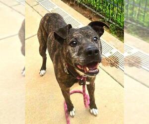 Staffordshire Bull Terrier Dogs for adoption in Sacramento, CA, USA