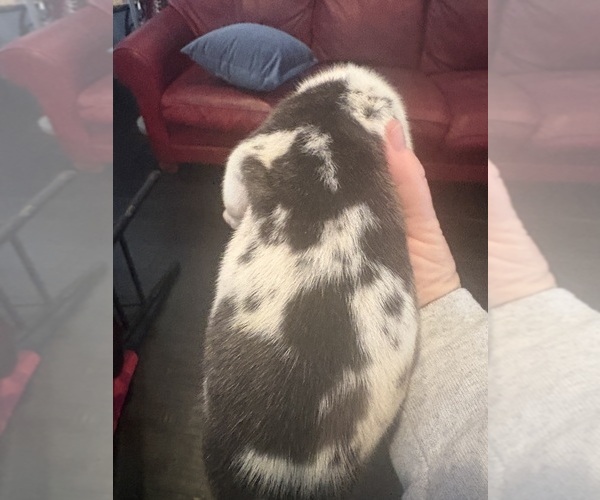 Medium Photo #14 Great Dane Puppy For Sale in CLANTON, AL, USA