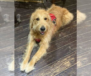 Golden Retriever-Unknown Mix Dogs for adoption in Princeton, MN, USA