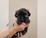 Puppy 1 Shih Tzu