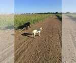 Small #2 Carolina Dog Mix