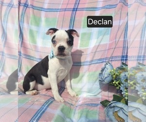 Boston Terrier Puppy for sale in MINERAL WELLS, WV, USA
