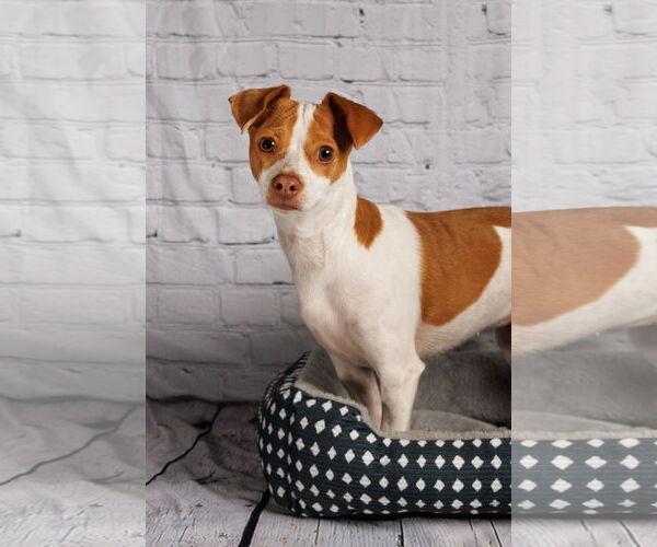 Medium Photo #2 Mutt Puppy For Sale in McKinney, TX, USA