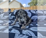 Puppy Sumi Great Dane