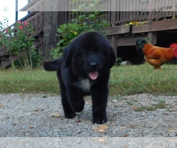 Medium Photo #2 Newfoundland Puppy For Sale in CLINTON, AR, USA