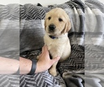Small Photo #20 Golden Retriever Puppy For Sale in DAWSON, TX, USA